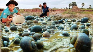 Wow Amazing Top Fishing!! A fisherman catch skills lots of fish eggs and snails after rain at field