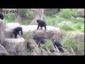 投げ飛ばされるアライさん
