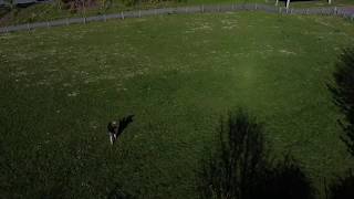 Mavic Mini Tree Crash! Epic Fail. Drone Crash, Epic Fail!.