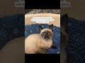 so what's your cat's biggest red flags? #cat #catmom #kitten