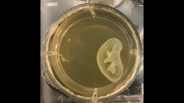 LifeSupport® for FRESH 3D Bioprinting with Allevi