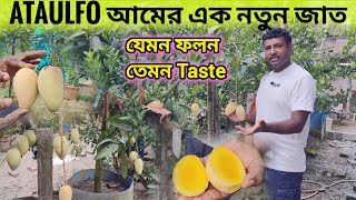 ATAULFO  আম ছাদ বাগানের জন্য সেরা একটি জাত। mexican ataulfo mango total review. Guide
