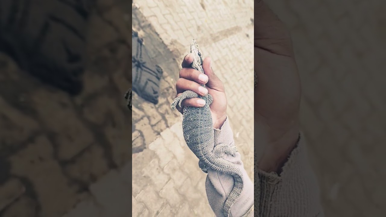 #MonitorLizard 🦎 | जंगल का असली राजा | Amazing Wild Encounter 😱🐊 #shorts"#AmazingAnimals#ShortsVideo