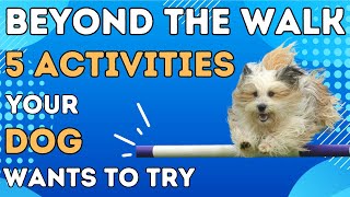Beyond the Walk: 5 Activities Your Dog Wants to Try