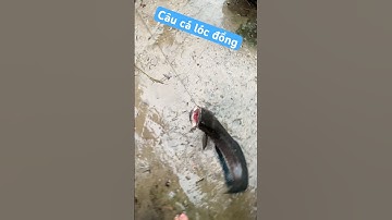Cậm câu cá lóc đồng mồi nhái trời mưa - Catching snakehead fish with frog bait in the rain #fishing