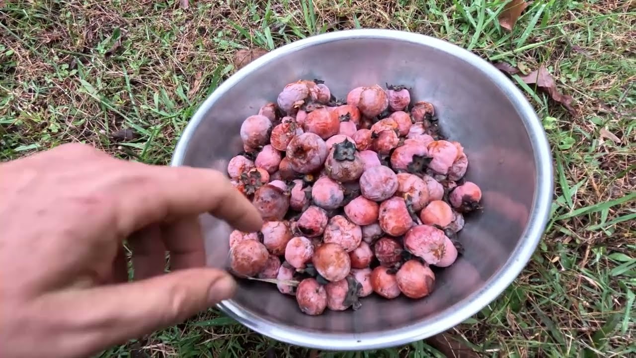 Foraging & Harvesting Wild Persimmons