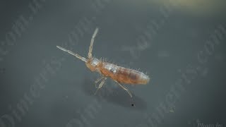 видео: Почвенная фауна.  Панцирные клещи. Ногохвостки или подуры.  картинка: Почвенная фауна.  Панцирные клещи. Ногохвостки или подуры.