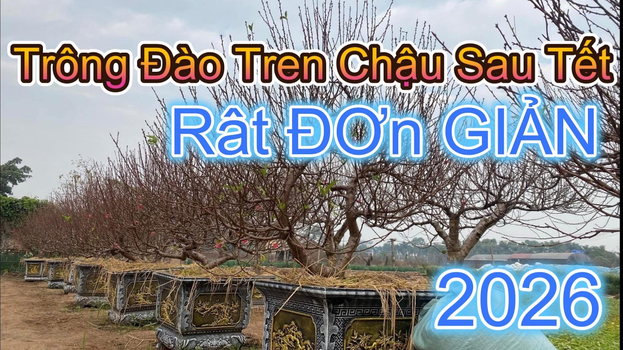 Trồng Đào Trên Chậu 2026 Sau Tết #trongdaotrenchau2026sautet