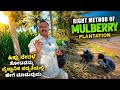 ಹೊಸದಾಗಿ ಹಿಪ್ಪು ನೇರಳೆ ತೋಟವನ್ನು ವೈಜ್ನಾನಿಕ ಪದ್ಧತಿಯಲ್ಲಿ ಹೇಗೆ ಮಾಡುವುದು? ಯಾವ ಅಂತರ ಕೊಟ್ಟರೆ ಹೆಚ್ಚು ಇಳುವರಿ?