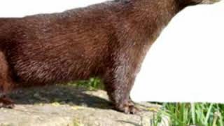 Tiếng chồn đèn Thái lan , âm thanh bẫy chồn