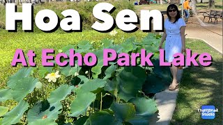 Hoa sen at Echo Park Lake, Los Angeles #echopark #hoasen