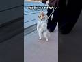 湖が気になりすぎて二足歩行になる犬🐶
