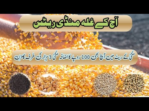 All Grain Market Update: Gojra Maize Rate Hits 2700 | Urea, DAP, Tilli ...