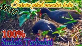 🔴Suara pikat mandar Batu || Minta Kawin || 100% Langsung Datang