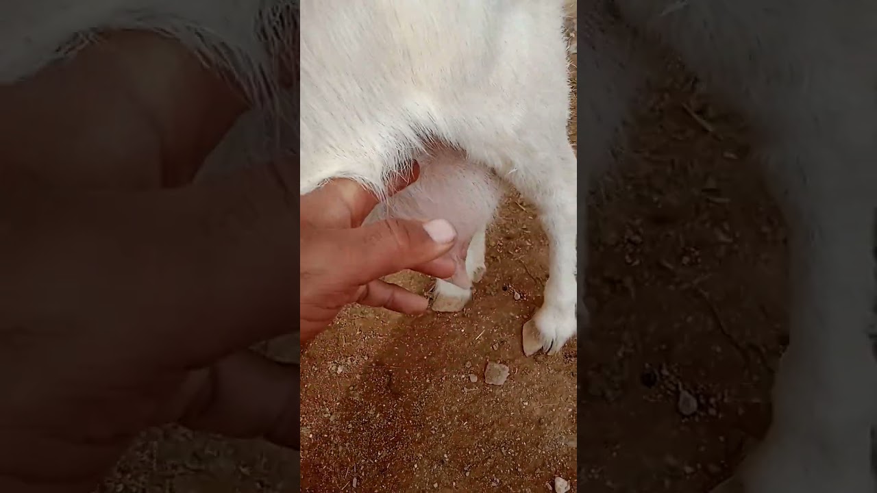 أسباب تحجر الضرع