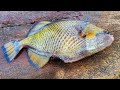 Titan Trigger Fish cutting skills | Sea Chicken Fish cutting skills