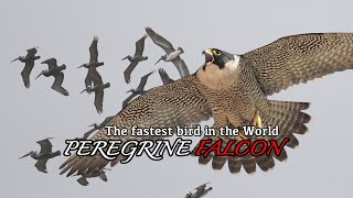 Peregrine Falcon. The fastest Bird in the World