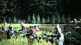 Forest Renewal: The Silviculture Program