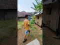lagi cari ayam