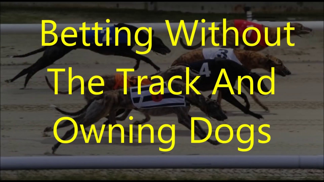 A Guide To Greyhound Racing Betting Part 3 'Betting Without The Track