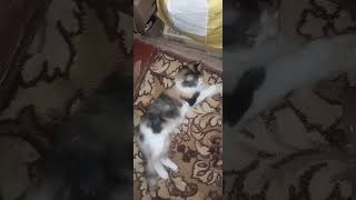 ночной беспредел 🤭