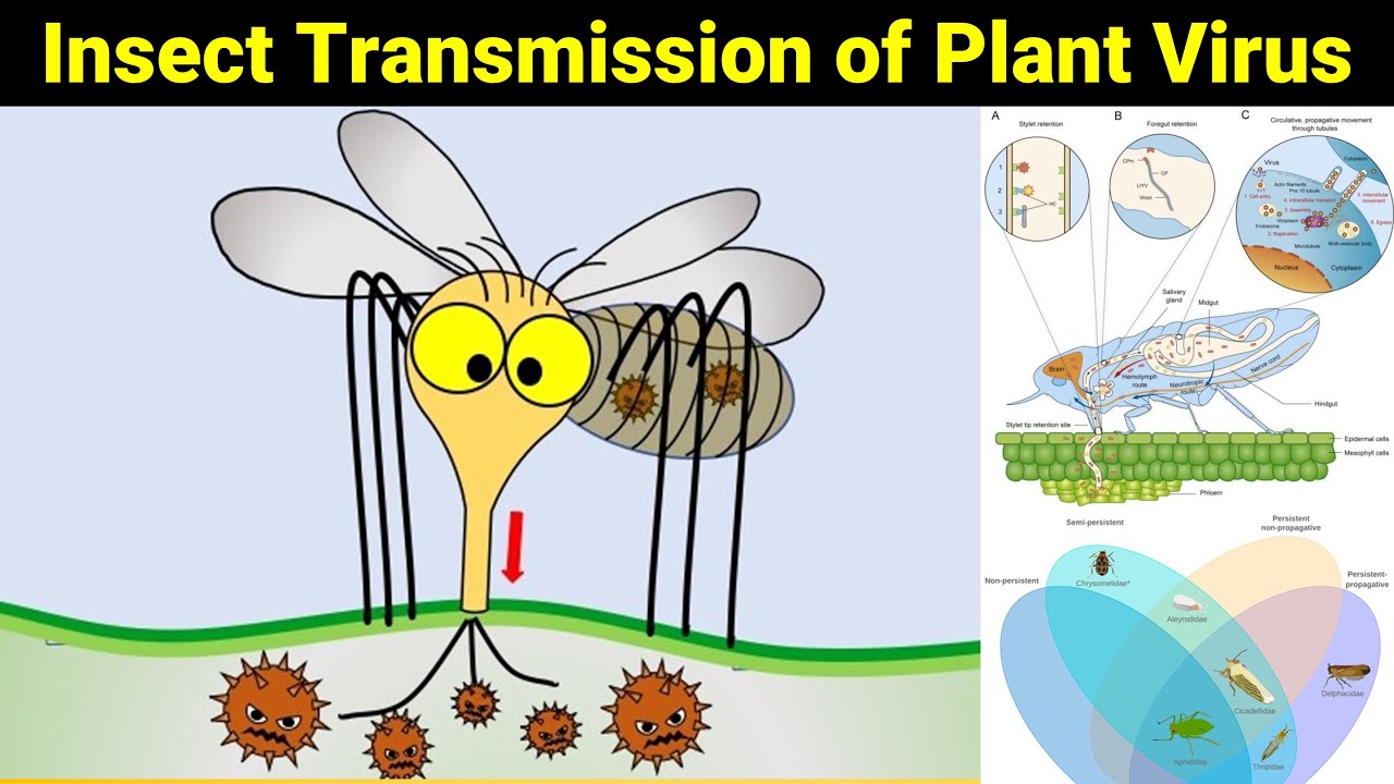 Transmission of Plant Viruses by Insect Vectors | How Insects Spread Viral Diseases in Plants