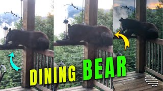 Bear Dining on Sunflower Seeds