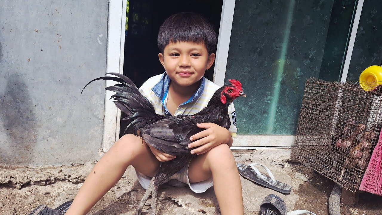 ไก่โดนแผลคอทำไมจึงแพ้#อย่าทำไก่ชนทางเดียว#เพาะไก่ให้เก่ง