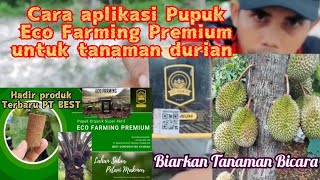 Aplikasi pupuk Eco Farming Premium untuk tanaman durian unggul