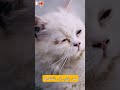 التخلص من براغيث القطط | افضل طريقة التخلص من حشرات القطط ( براغيث القطط )