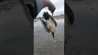 Wigeon duck hunting and call sound #wigeon #duckhunting #duckcall #duck #goose #shortvideo #shorts