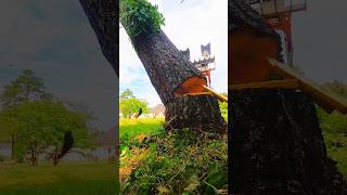 A beautiful skill chainsaw. #treecutting #wood #tree #woodworking #stihl #shorts