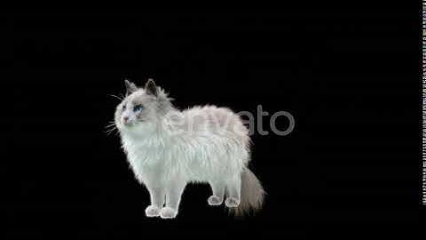 Cat | Motion Graphics - Envato elements