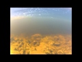 Underwater Salmon Footage