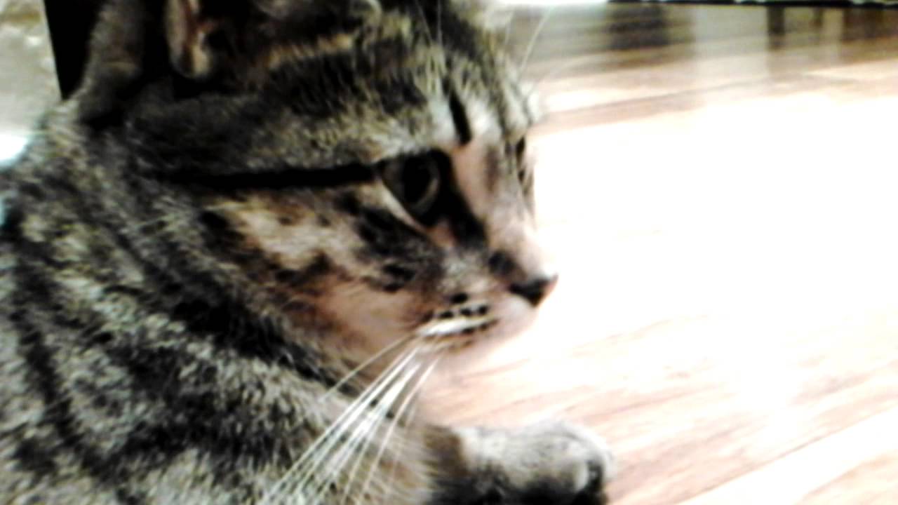 Hashtag. Cat YouTube