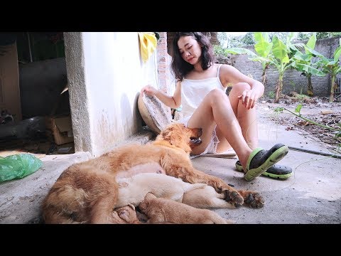 Susu Vlog - Feed the puppies nutrients to keep them healthy