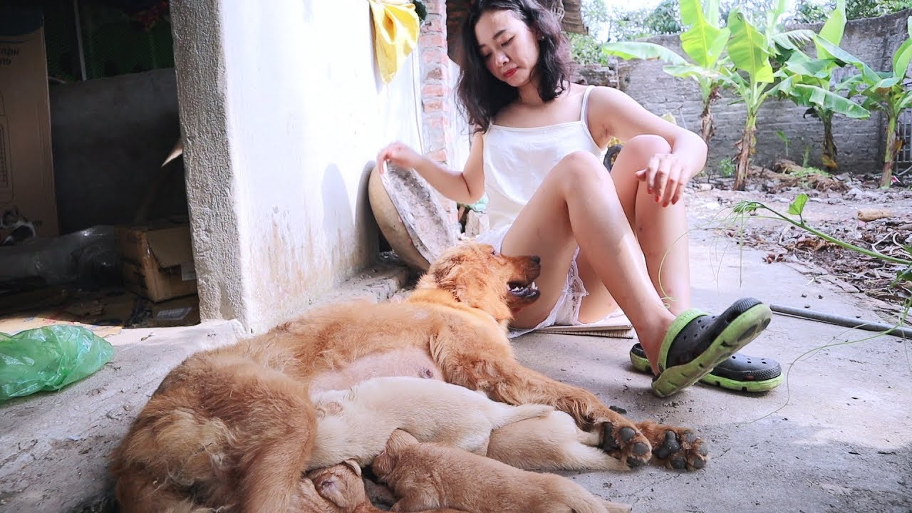 Susu Vlog   Feed the puppies nutrients to keep them healthy