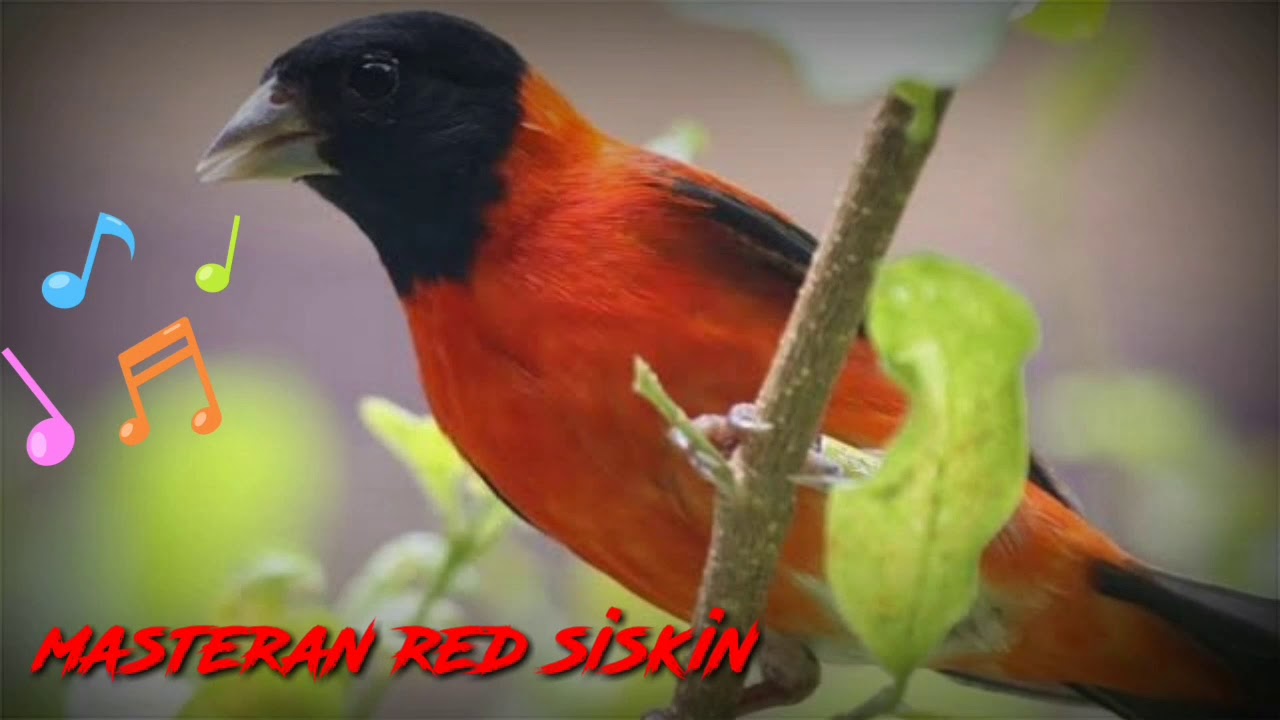 Masteran red siskin 