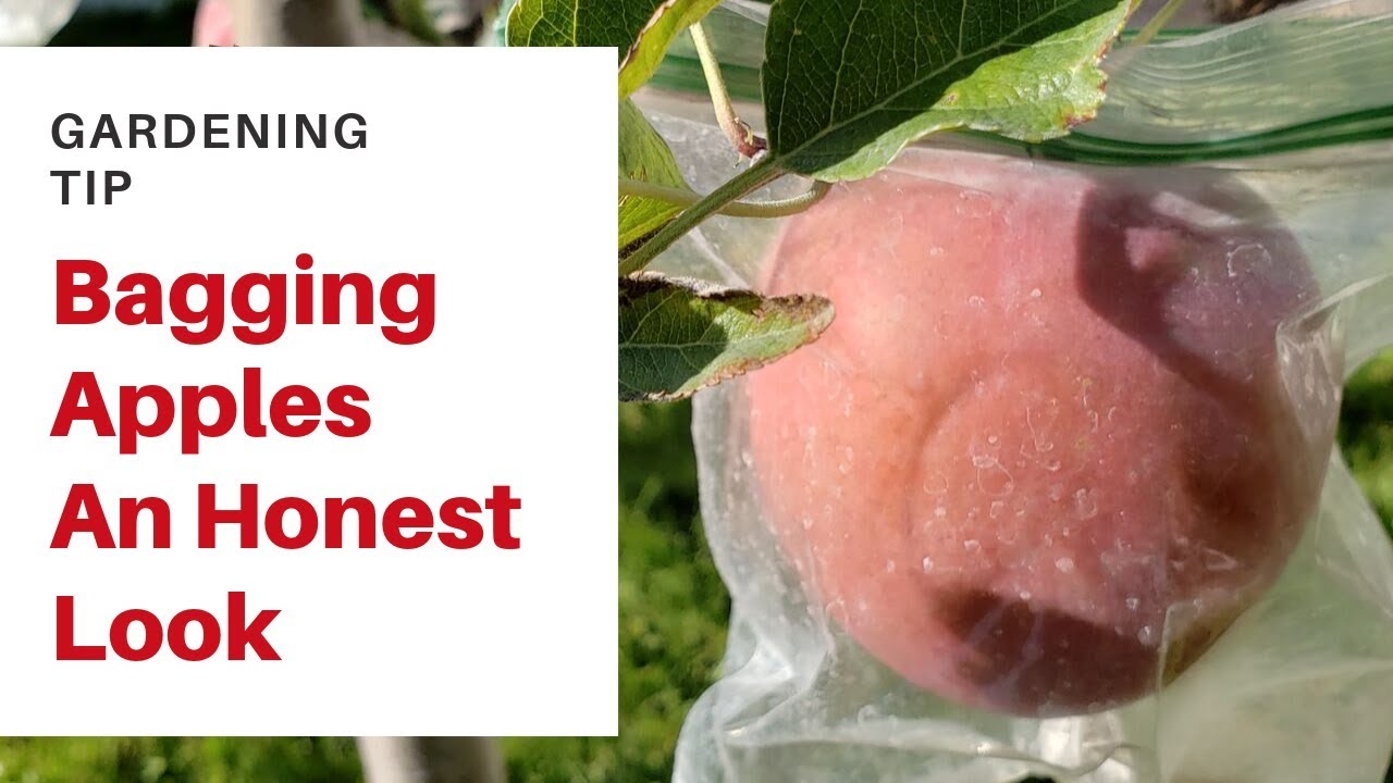 Bagging Apples An honest look at this organic pest control method