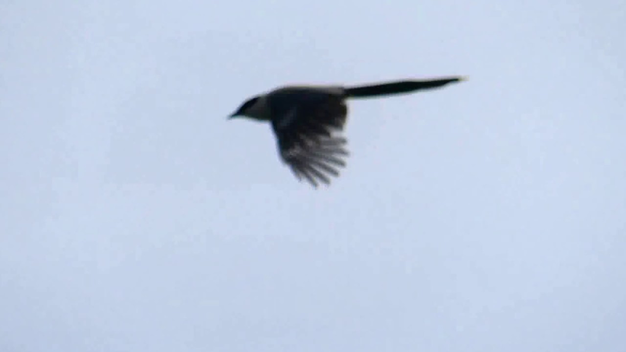 Azure-winged Magpie Flying around オナガ（野鳥）の飛翔 