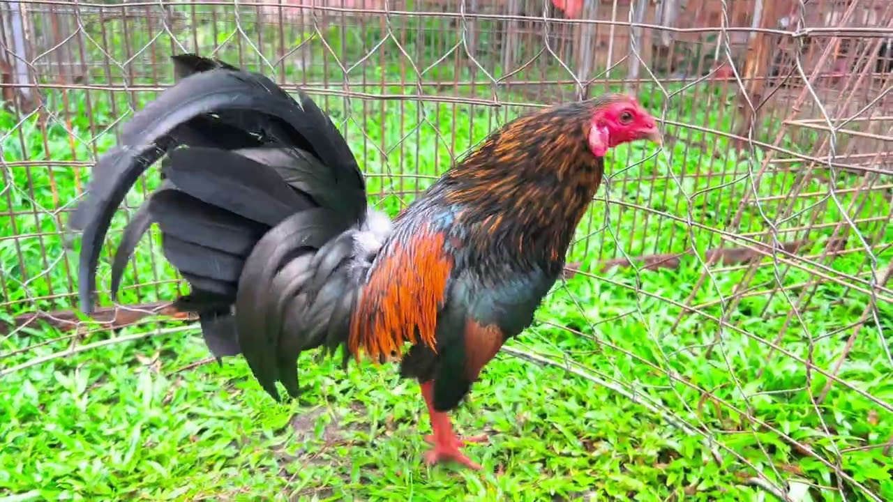 27/2 Ms10 Xanh Hack 1kg450 .1T6 . 0786.444442