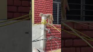 पड़ोस के बाथरू में पार्ट-2||🐒|| #trending #yts #funny #viral #bandar #money #memes #viral