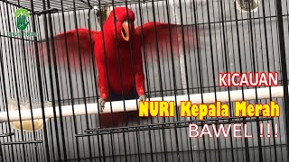 Suara Kicau Burung Nuri Maluku kepala merah/Red Lory