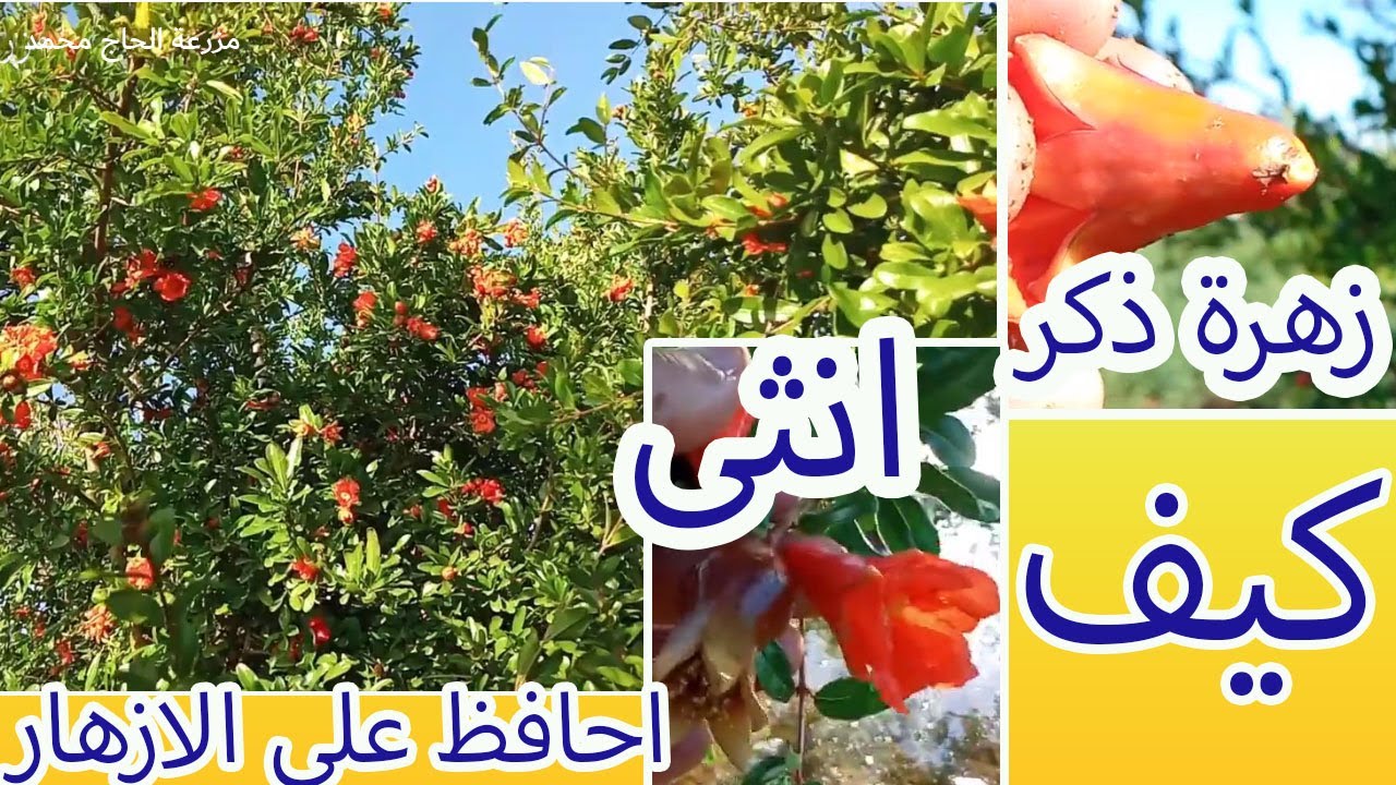 (تجربة مزارع ) كارثة  تساقط ازهار الرمان 5 اسباب خطيرة وعلاجها النهائي لزيادة الانتاج وتجنب الخسارة