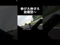 鈴鹿サンデーカップ【CBR250RR】初期型でも戦えるぞ！腕を磨け #automobile #本音で生きる #racing