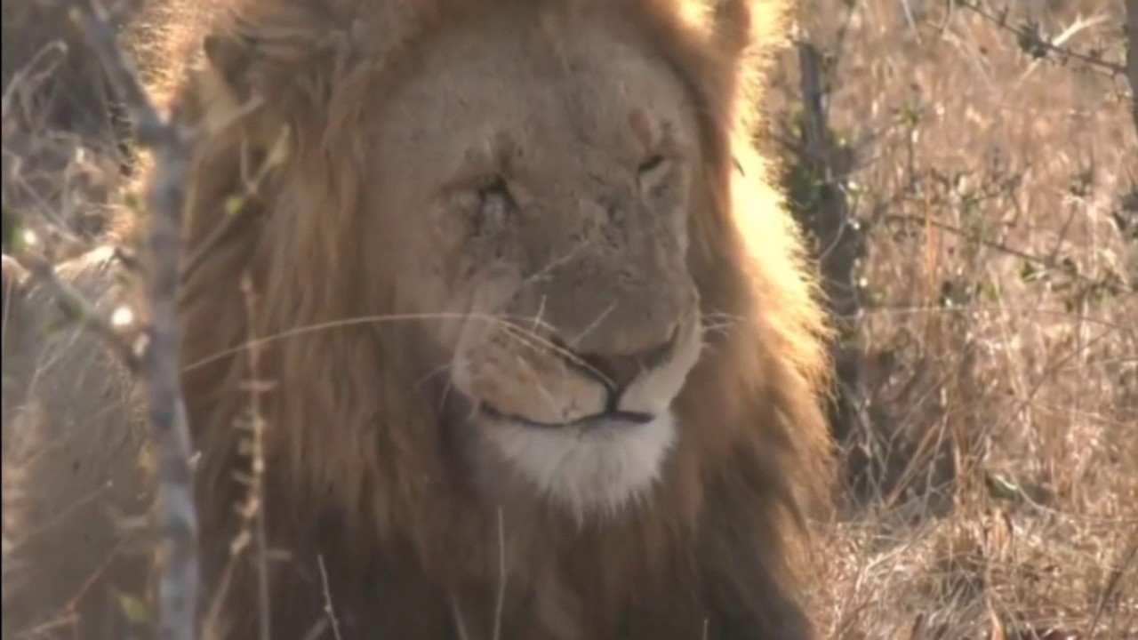 sindile faku Aug 02, 2017- Sunrise- Birmingham Boy (Mfumo) with the Nkuhuma Pride