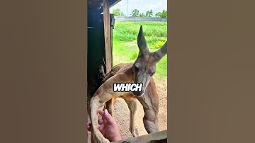 Geef deze vogel nooit te eten 😳🐦