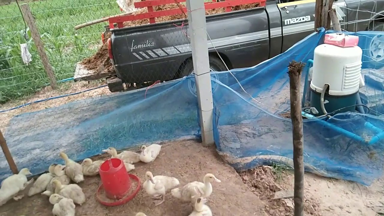 การเลี้ยงเป็ดเทศบาบารี่ #กี่วันจับขาย #อาหารหมดกี่สอบ