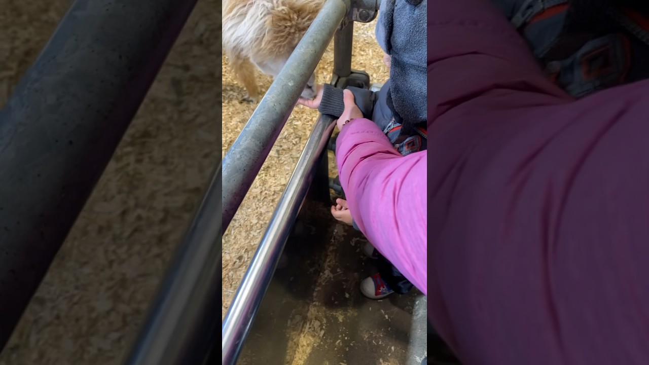 Cute Kid Feeding Llama 🦙