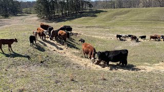 Mystery of the missing calf is solved 😔